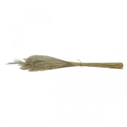 položky Suchá tráva Miscanthus 55-75cm péřovka přírodní 100 ks