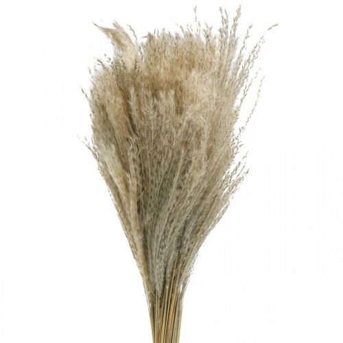 položky Suchá tráva Miscanthus 55-75cm péřovka přírodní 100 ks