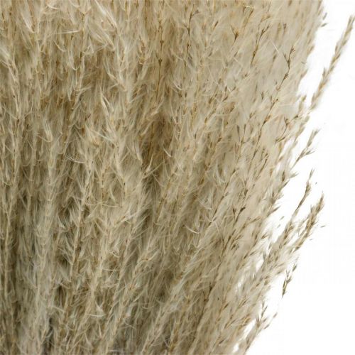 položky Suchá tráva Miscanthus 55-75cm péřovka přírodní 100 ks