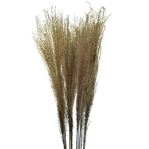 položky Miscanthus Čínský rákos suchá tráva suchá dekorace 75cm 10 ks