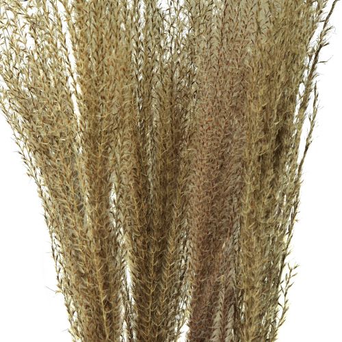 položky Miscanthus Čínský rákos suchá tráva suchá dekorace 75cm 10 ks