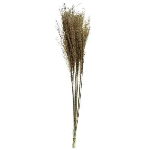 položky Miscanthus Čínský rákos suchá tráva suchá dekorace 75cm 10 ks