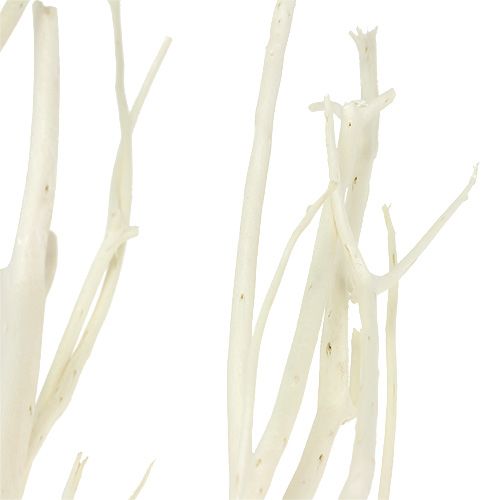 položky Mitsumata větve bílé 34-60cm 12ks