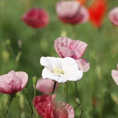 položky Keramický květinový kůl s motivem máku, s láskou propracovaný, pro elegantní zahradní akcenty, 42 cm, 4 kusy