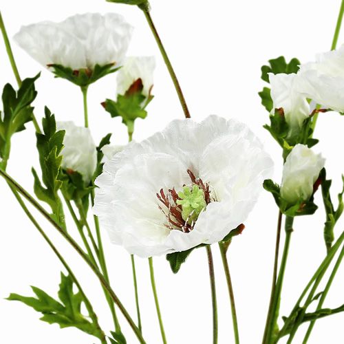 položky Vlčí květ růže bílá 3ks