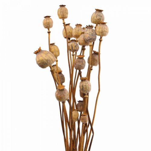 Floristik24 Poppy Capsule Deco Poppy Papaver Orange Sušené květiny 70g