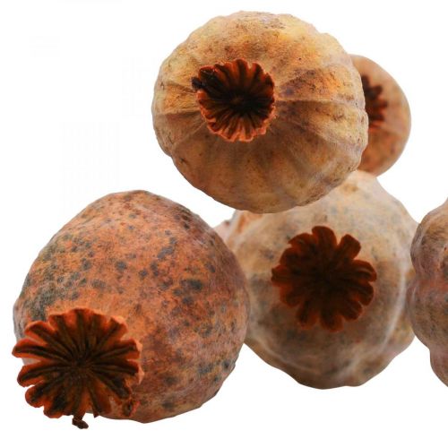 Floristik24 Maková kapsle velká Papaver sušená dekorativní maková oranžová 5 ks