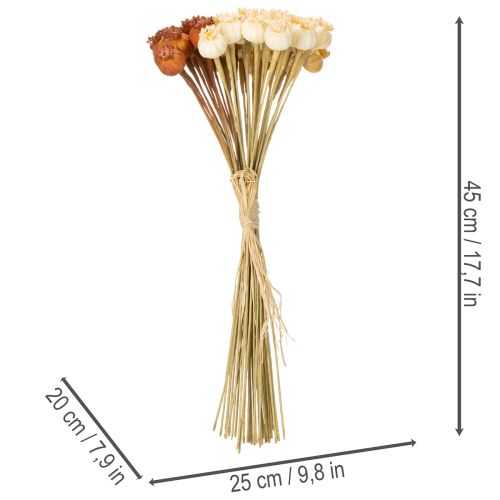 Sušené umělé lusky maku, kytice tří barev, 40 cm, 45 kusů | Floristik24.cz