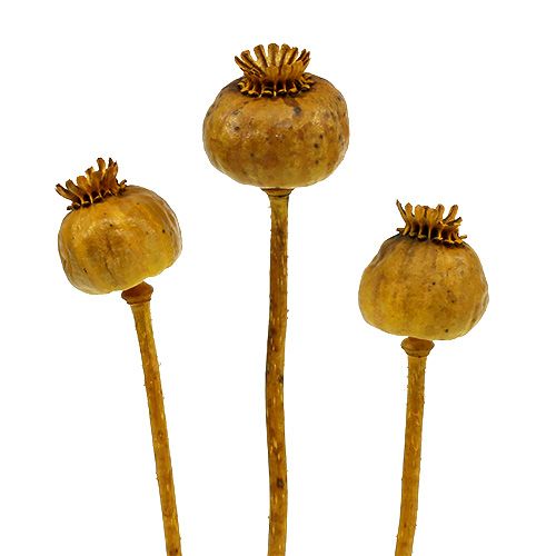 Floristik24 Hlavy vlčího máku barevné žluté 100 ks