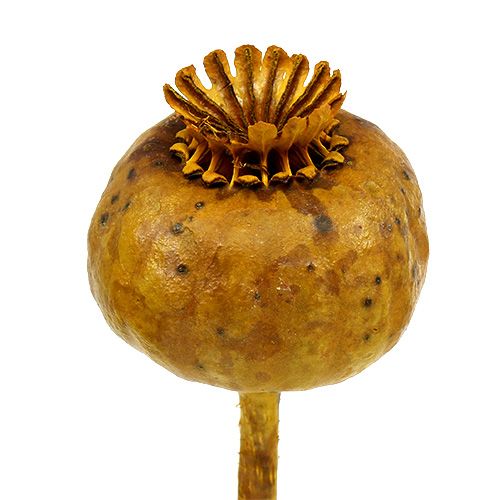 Floristik24 Hlavy vlčího máku barevné žluté 100 ks