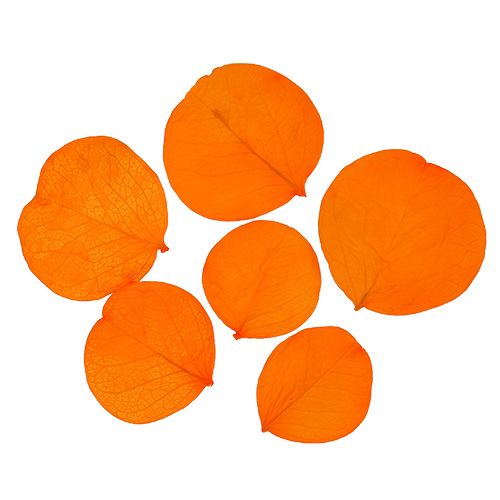 Floristik24 Moneta Listy Meruňka 50g
