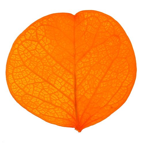 Floristik24 Moneta Listy Meruňka 50g
