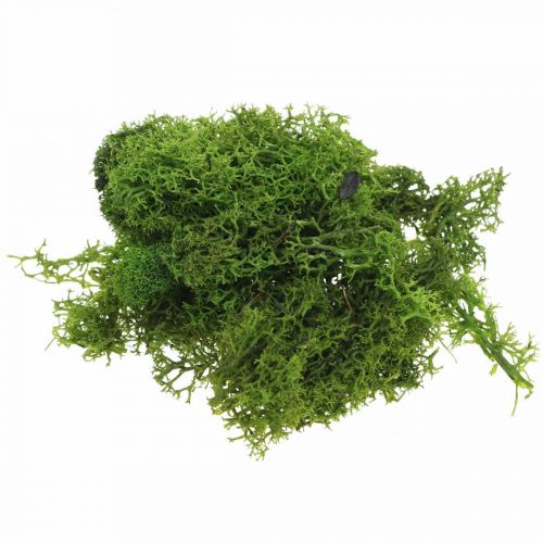 Floristik24 Dekorační mech pro ruční práce Tmavě zelený přírodní mech konzervovaný 40g
