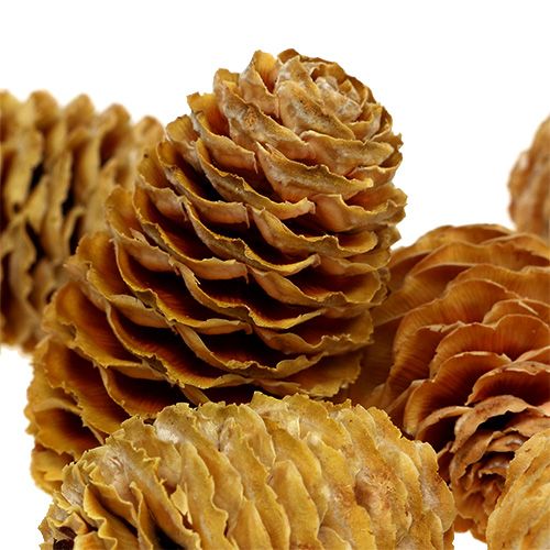 položky Krém na šišky Sabulosum 500g