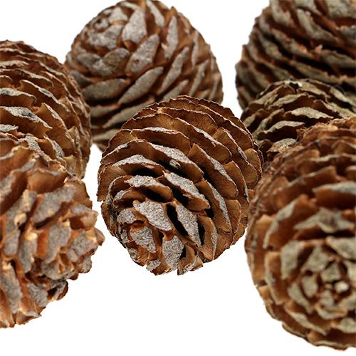 Floristik24 Murii šišky přírodní 500g