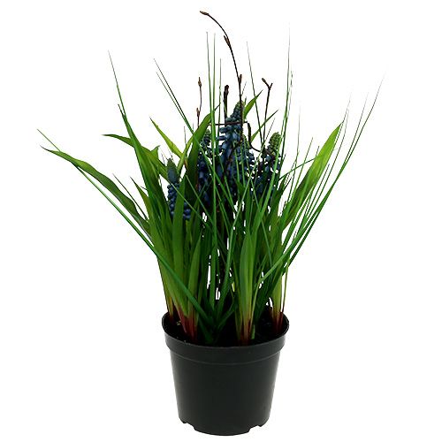 Floristik24 Muscari v modrém květináči H 30cm