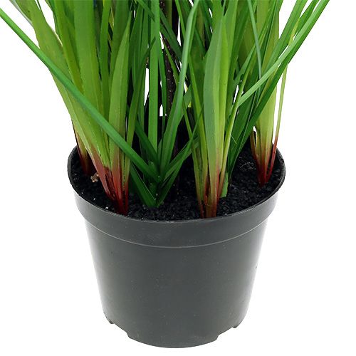 Floristik24 Muscari v modrém květináči H 30cm