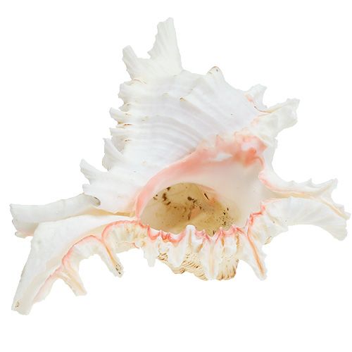 Floristik24 Mušle Chicoreus ramosus 17,5 cm