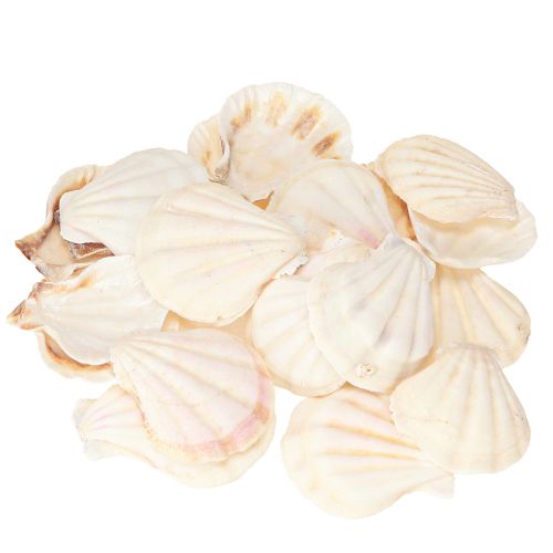 Floristik24 Dekorace mušlí přírodní mušle 3,5cm–4cm 300g