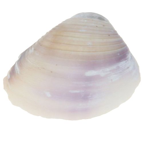 položky Dekorace z lastury mini koukol šnečí ulity 1-3cm 340g