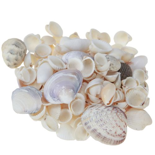 položky Dekorace z lastury mini koukol šnečí ulity 1-3cm 340g