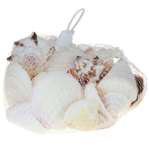 položky Dekorace ulity ulita mix šnečí ulity 4–8 cm přírodní 400 g