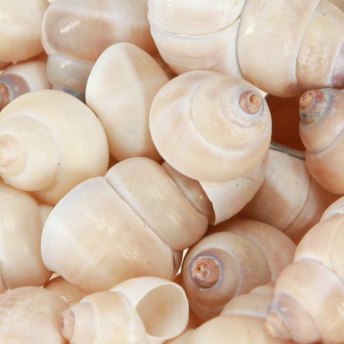 Floristik24 Mušle Umachi 500 g