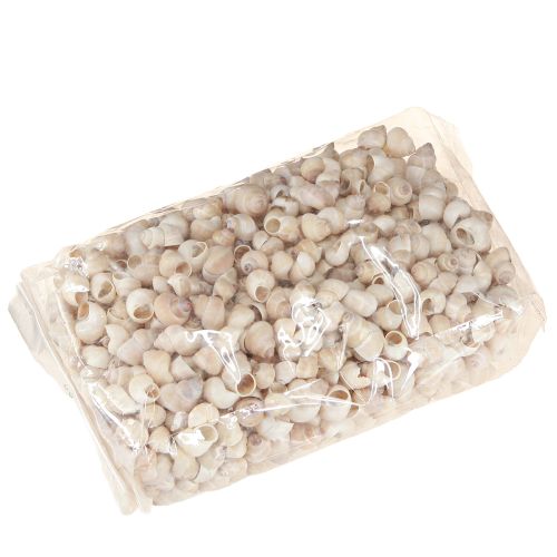 Floristik24 Mušle Umachi 500 g