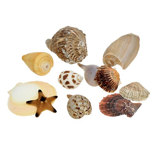 Floristik24 Směs mušlí v krabičce natural 380g
