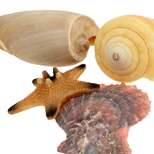 Floristik24 Směs mušlí v krabičce natural 380g