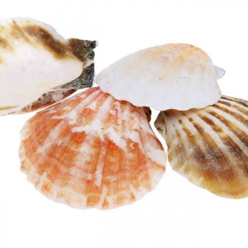 Floristik24 Mušle, přírodní mušle, námořní dekorace V3–5cm 900g
