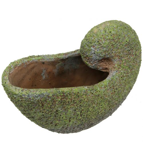 Floristik24 Mušle na výsadbu s mechem 28,5 cm x 14 cm V21 cm