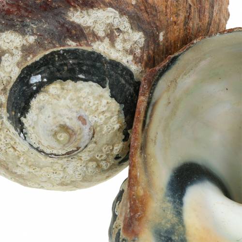 položky Turban shell alikreukel natural 500g