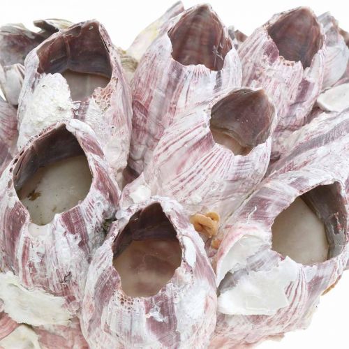 Floristik24 Deco shell barnacles příroda, námořní dekorace
