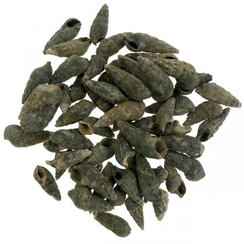 položky Přírodní předměty, přírodní šnečí ulity 6–10 mm, mořské dekorace 1kg