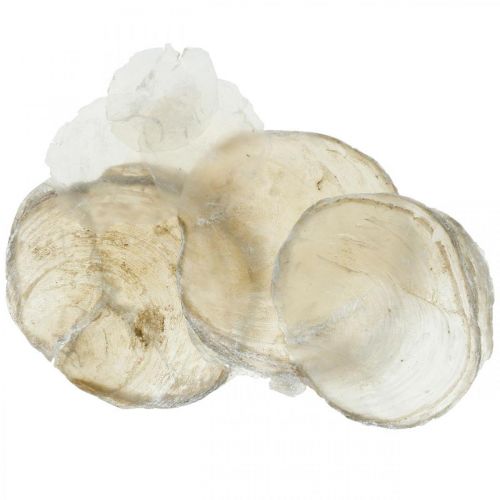 Plážová dekorace, mušle capiz 5-10cm, přírodniny, perleť, námořní 1kg
