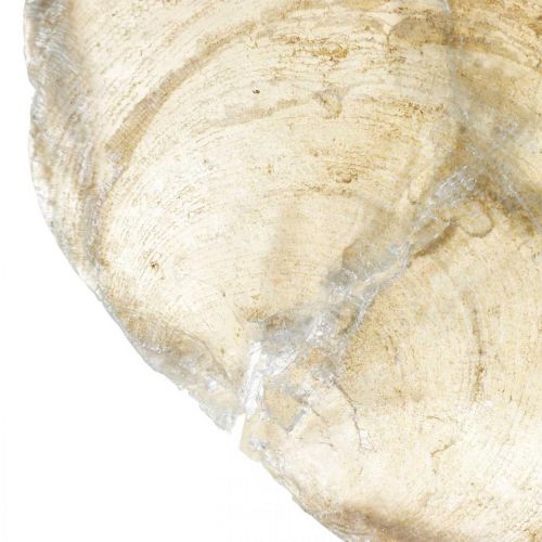 položky Plážová dekorace, mušle capiz 5-10cm, přírodniny, perleť, námořní 1kg