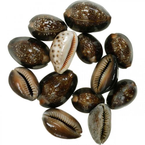 Floristik24 Cowrie shell deco nature námořní dekorace mořští šneci 500g