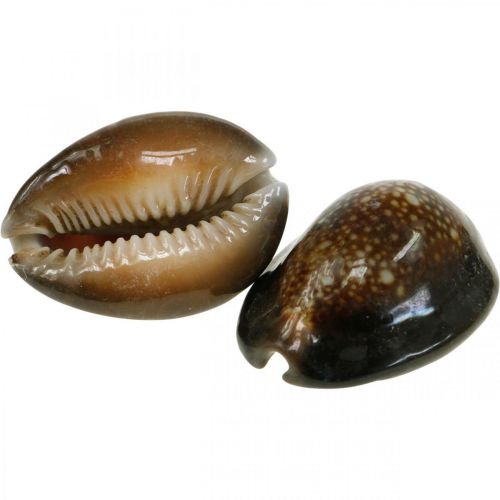 Floristik24 Cowrie shell deco nature námořní dekorace mořští šneci 500g