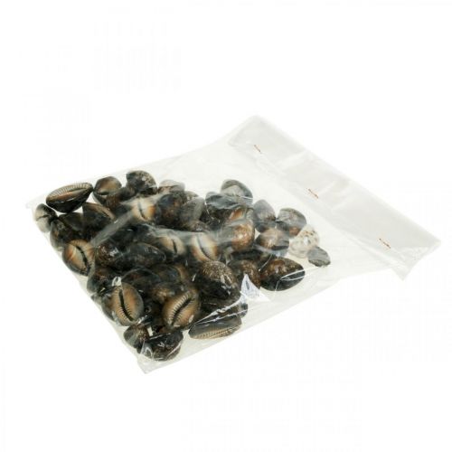 Floristik24 Cowrie shell deco nature námořní dekorace mořští šneci 500g