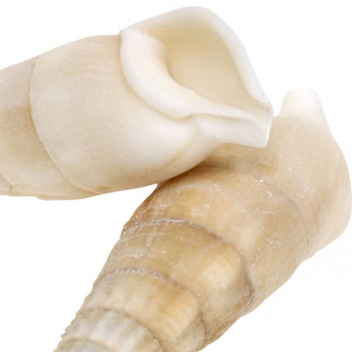 položky Deco šneci bílý, mořský šnek přírodní dekorace 2-5cm 1kg
