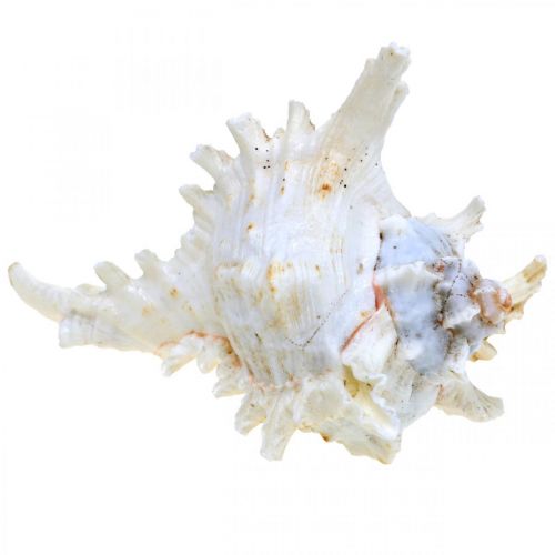 položky Mušle Chicoreus ramosus 16cm 3 ks