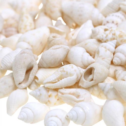 Floristik24 Natural Deco Shells Nassa Maritime Deco White 8-15mm 1190g