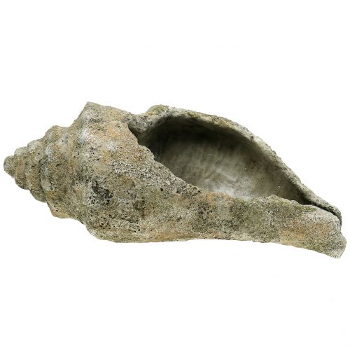 Floristik24 Mušle pro výsadbu L40cm