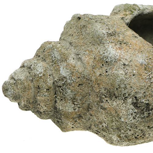 Floristik24 Mušle pro výsadbu L40cm