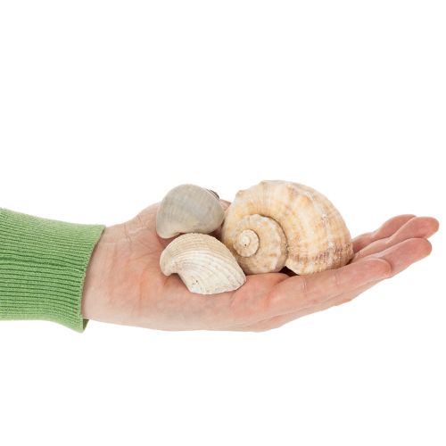 položky Šneci a mušle - Námořní dekorativní doplňky pro jedinečné zkrášlení místnosti - 500 g