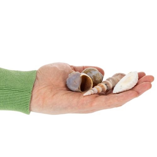 položky Mušle a šneci Přírodní dekorační předměty s námořnickou tematikou pro stylový interiérový design 500 g