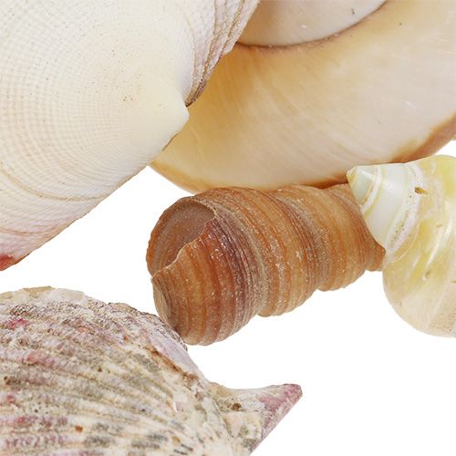 Floristik24 Směs mušlí v košíku 16cm x 16cm