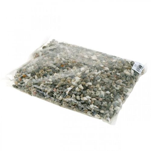 Floristik24 Deco šnečí ulita mini přírodní mix námořní dekorace 1kg