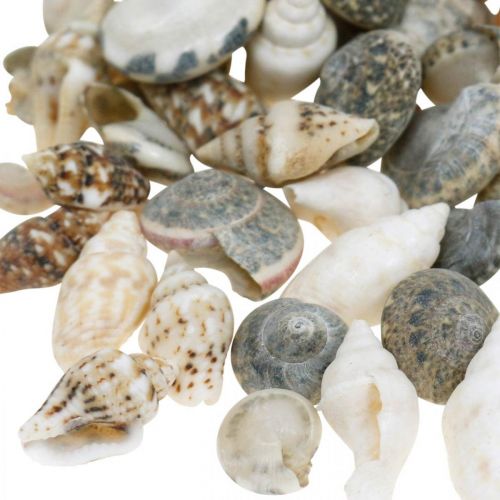 Floristik24 Deco šnečí ulita mini přírodní mix námořní dekorace 1kg
